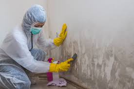 Why You Should Choose Our Mold Remediation Services in Highland Beach, FL